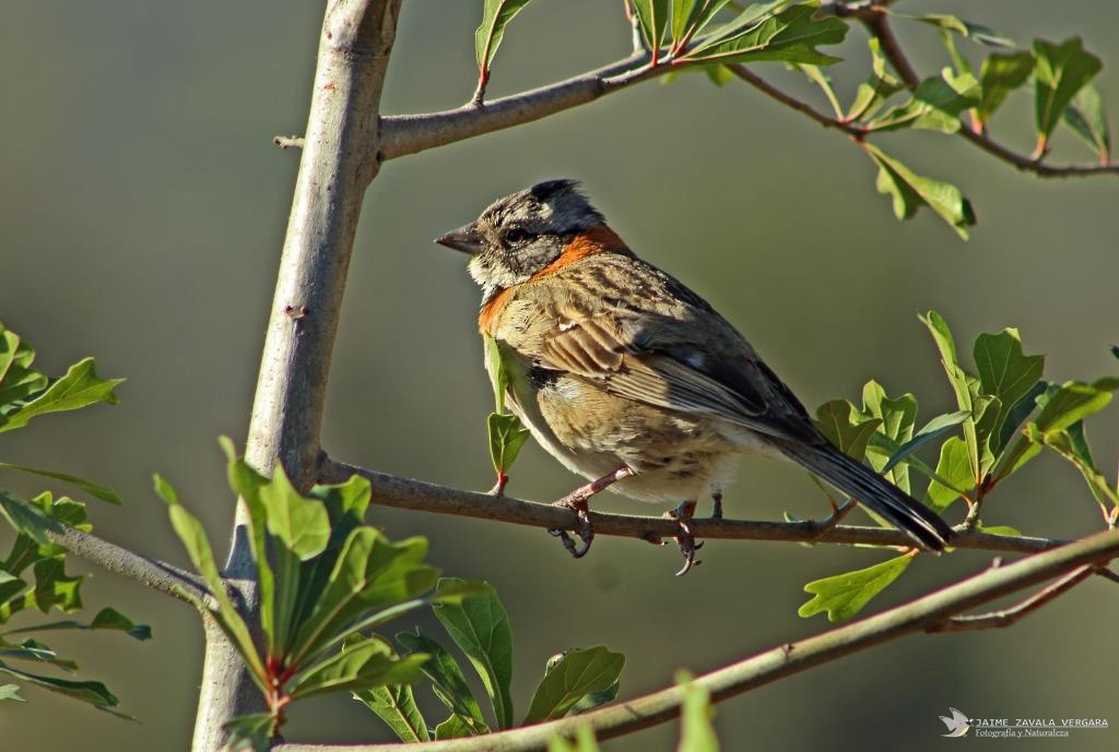 Morgenammer - ML646615343