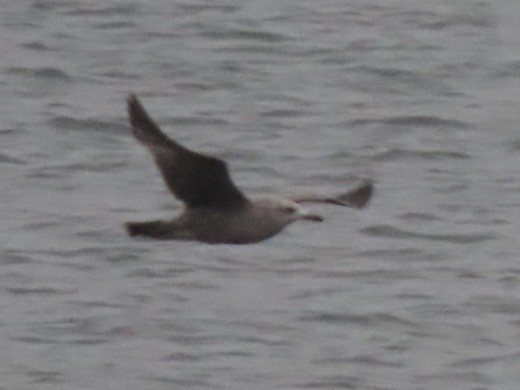 Мартин американський - ML646615352