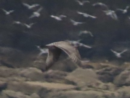 Мартин американський - ML646615353