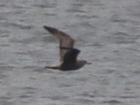 Мартин американський - ML646615355