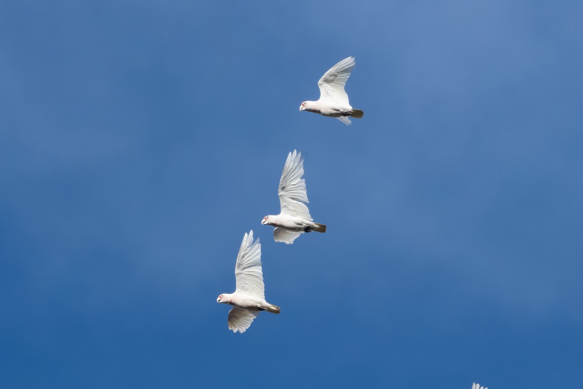Long-billed Corella - ML646615356