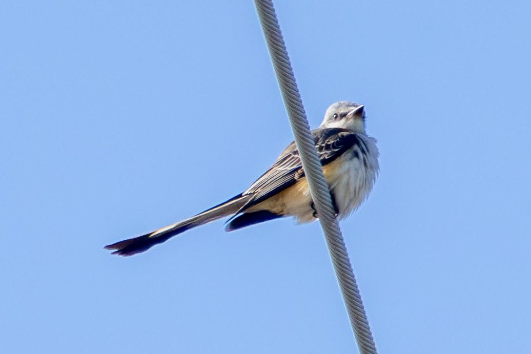 Scissor-tailed Flycatcher - ML646615357