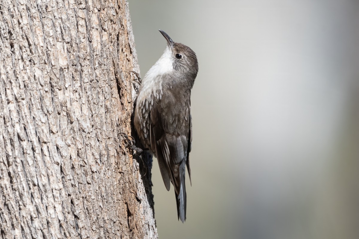 White-throated Treecreeper - ML646615359