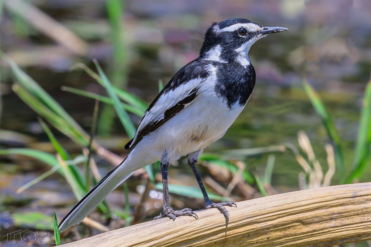 נחליאלי אפריקני - ML646615363