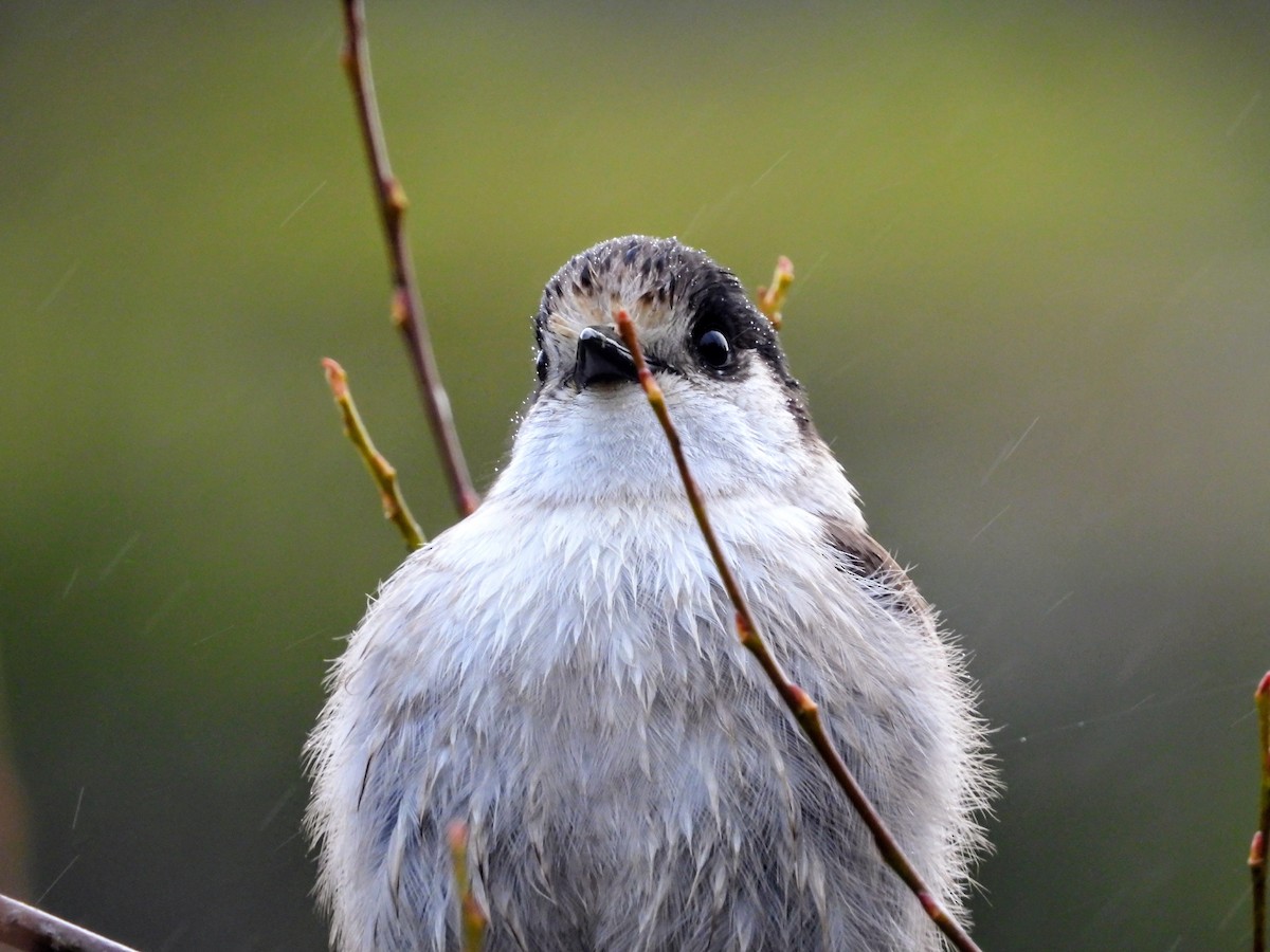 Кукша канадська - ML646615366