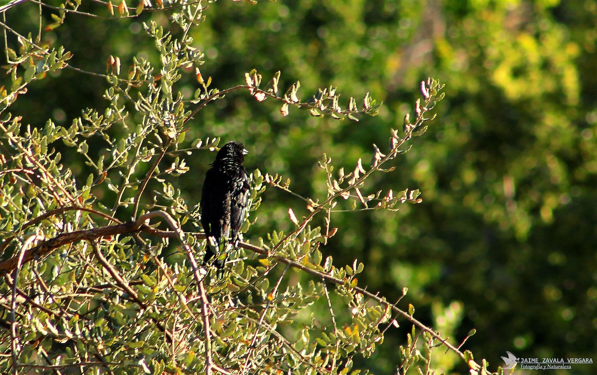 Austral Blackbird - ML646615368