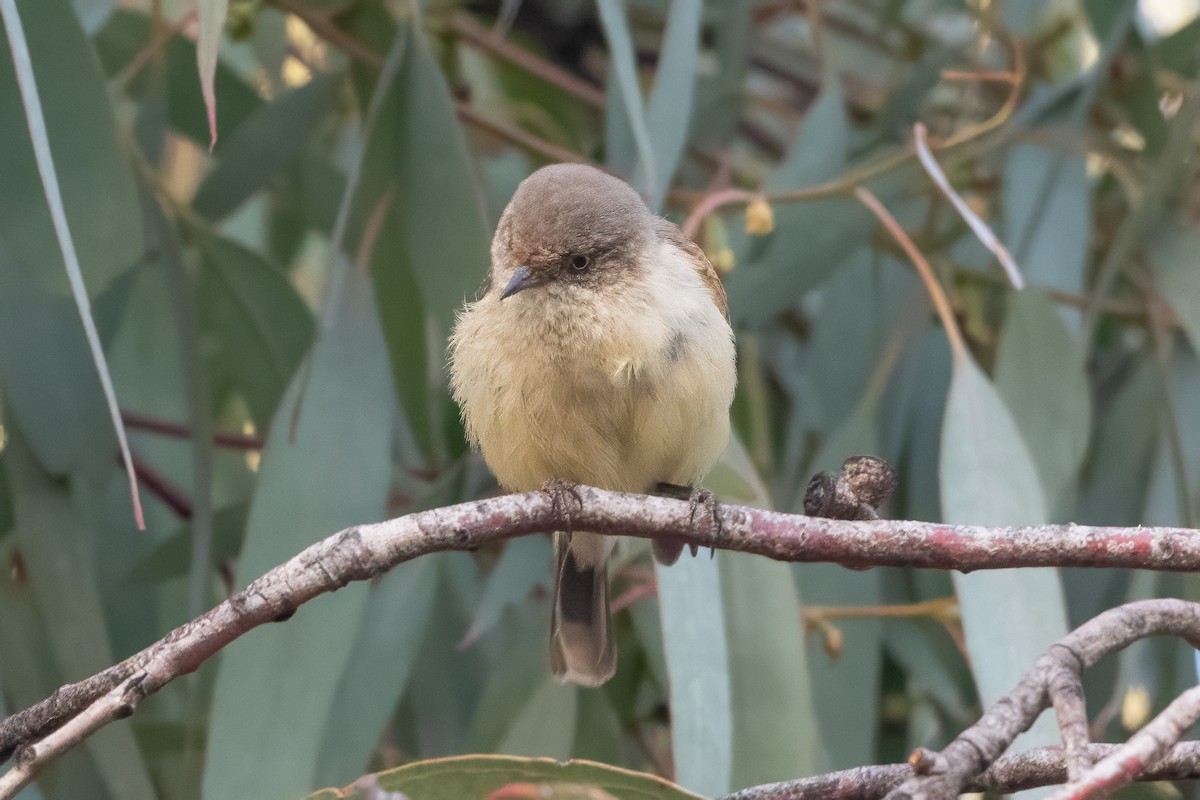 Buff-rumped Thornbill - ML646615369