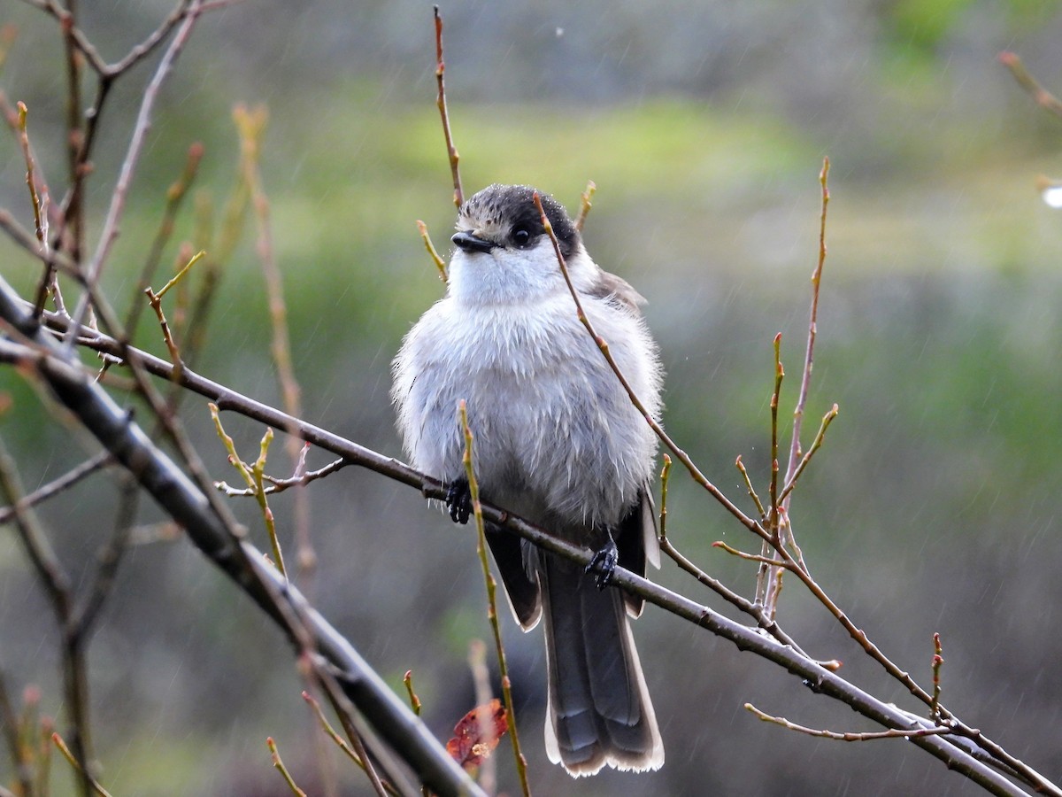 Кукша канадська - ML646615370