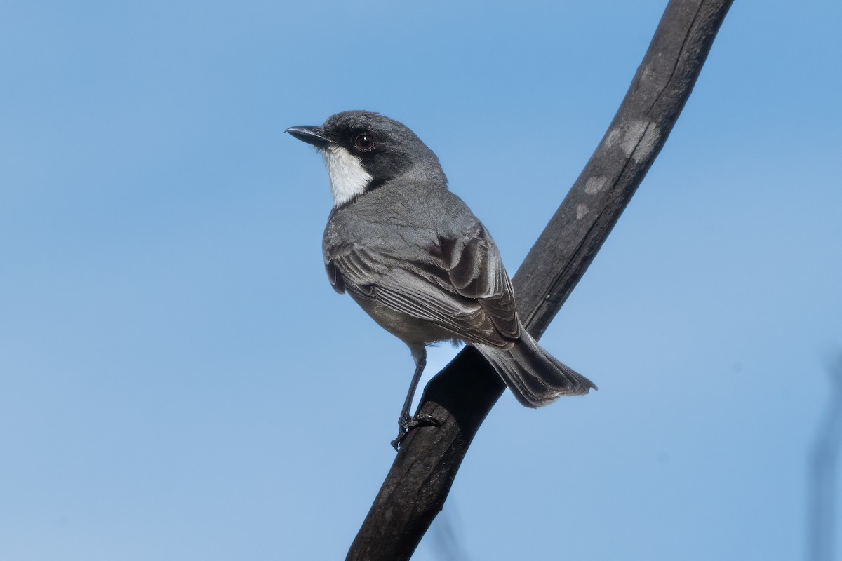 Rufous Whistler - ML646615374