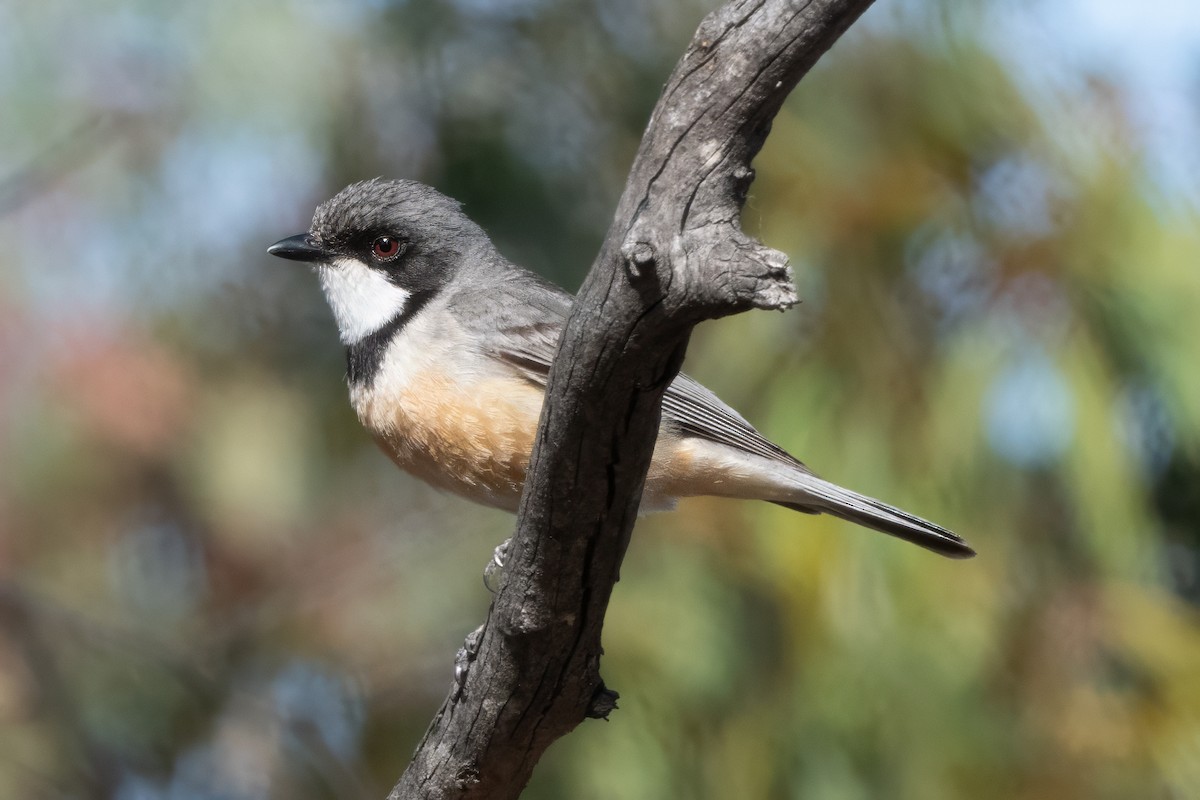 Rufous Whistler - ML646615375