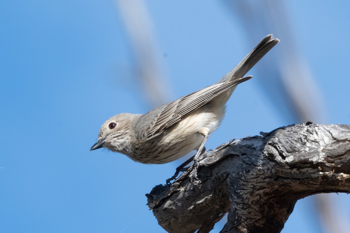 Rufous Whistler - ML646615376