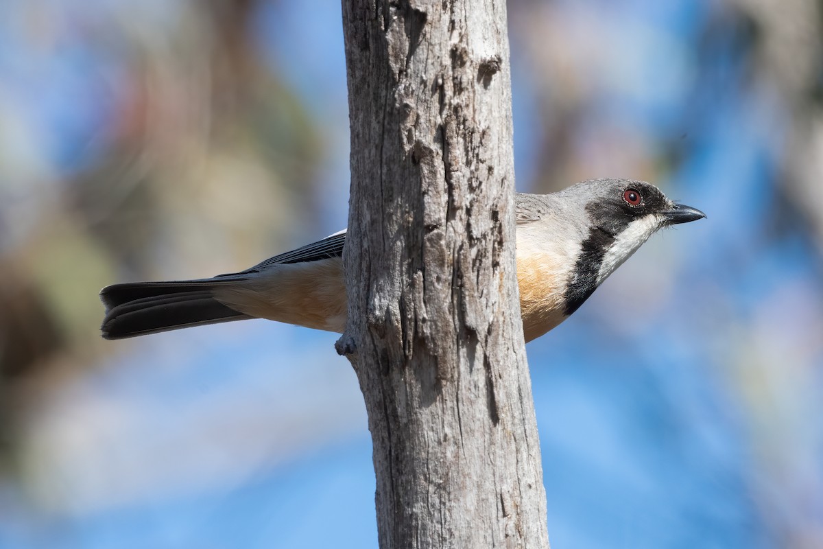 Rufous Whistler - ML646615377