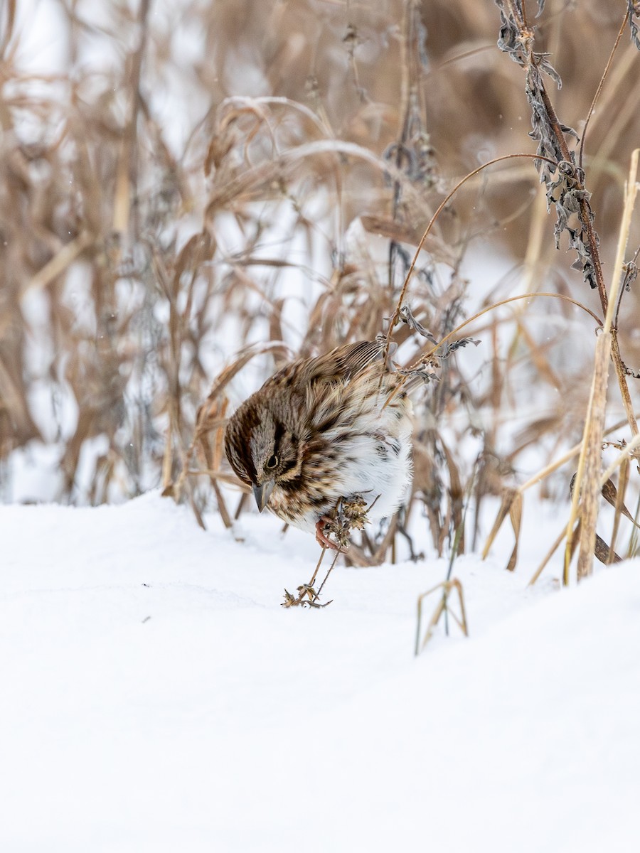 Song Sparrow - ML646615380