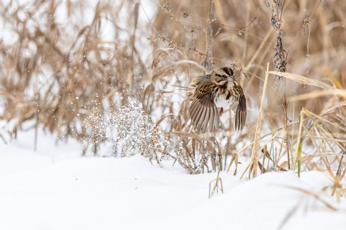 Song Sparrow - ML646615382