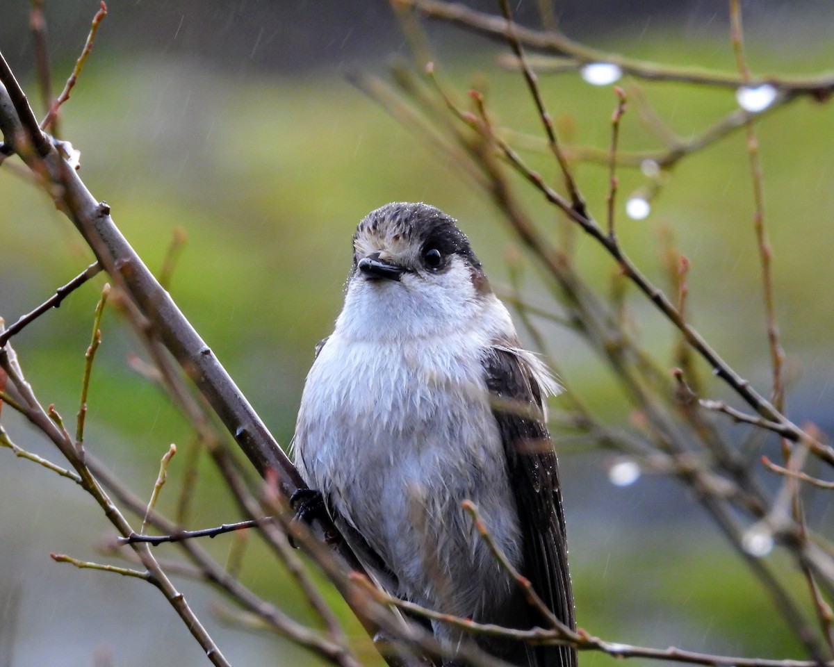 Кукша канадська - ML646615383