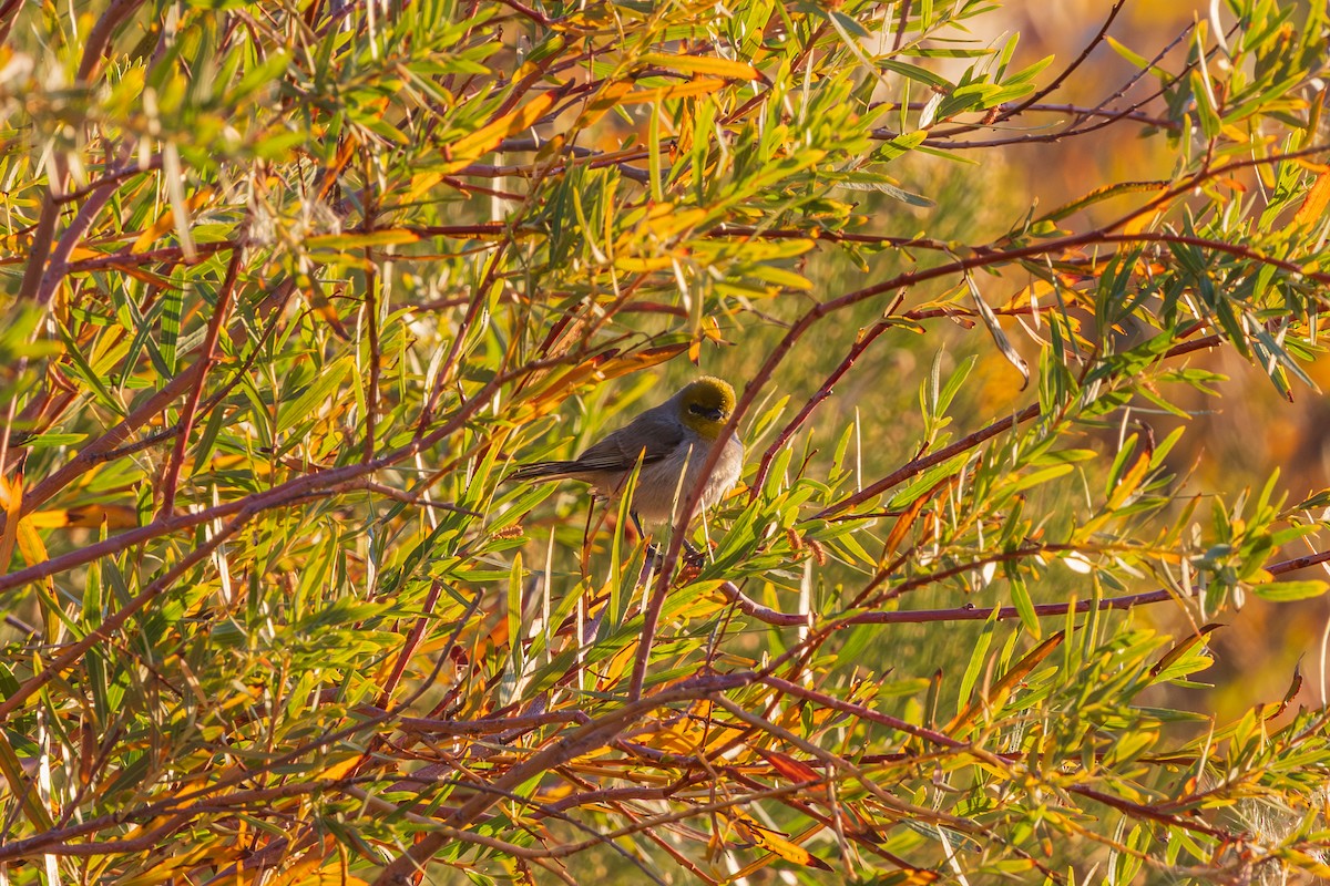 Verdin - ML646615384