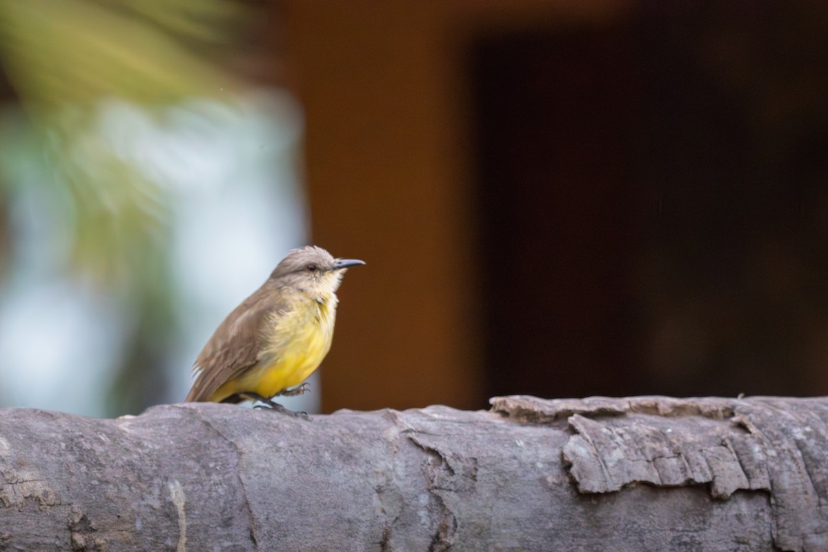 Picabuey - ML646615385