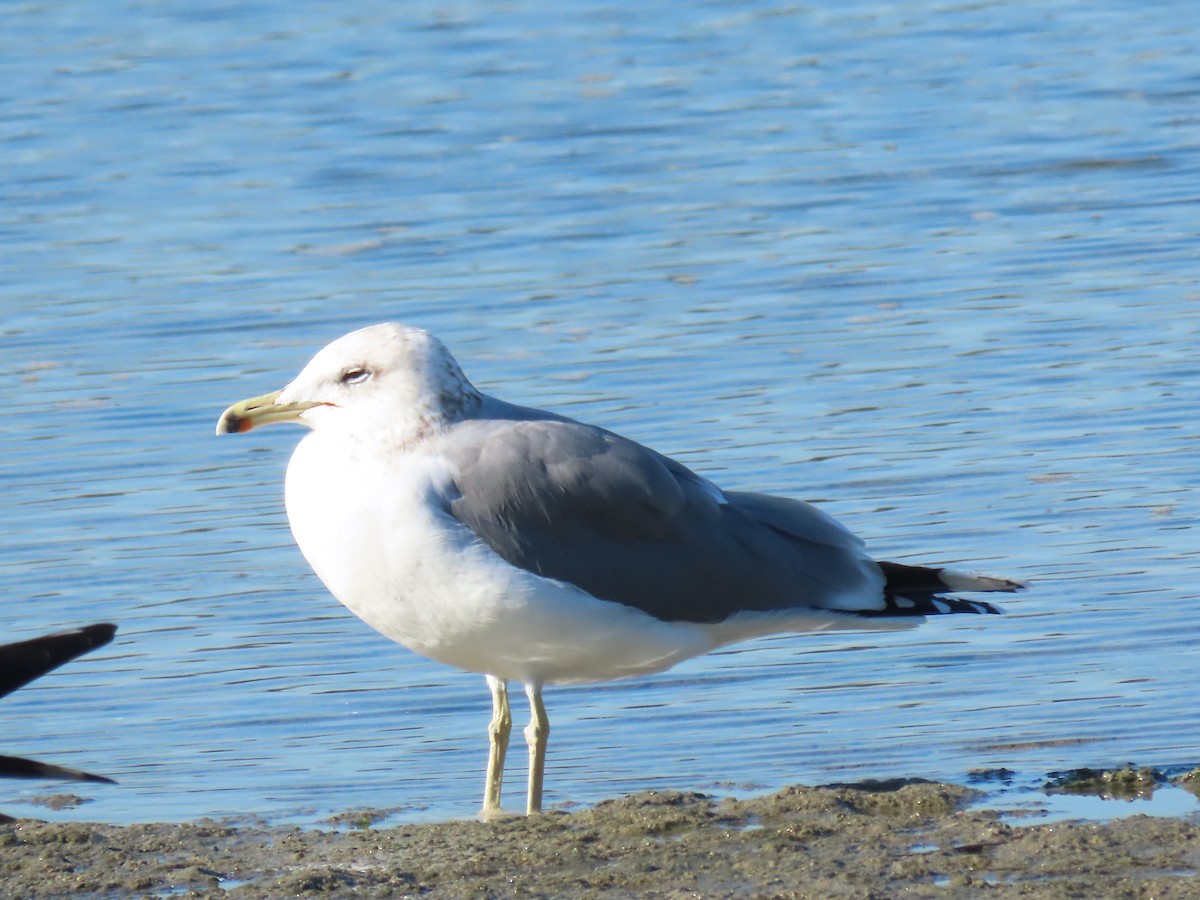 præriegråmåke - ML646615386