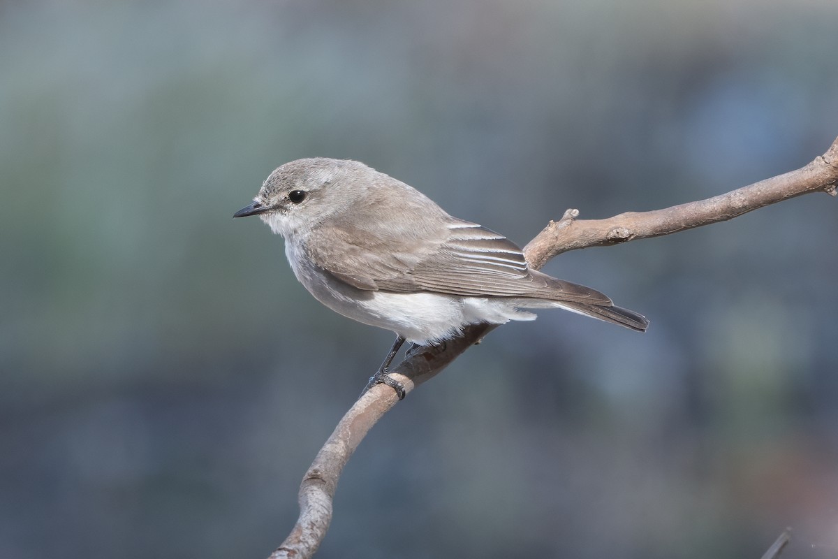 オジロオリーブヒタキ - ML646615387