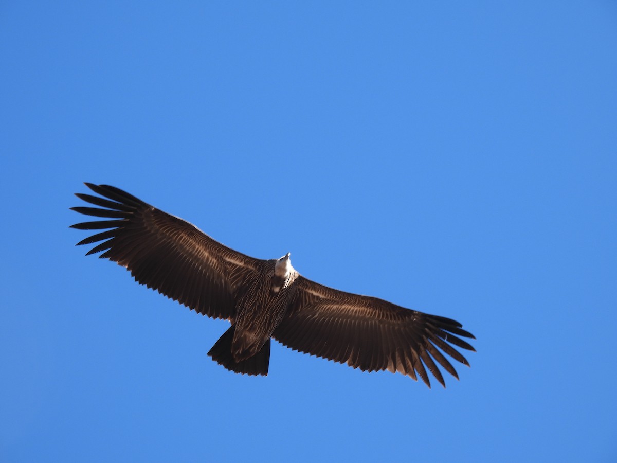 Himalayan Griffon - ML646615388