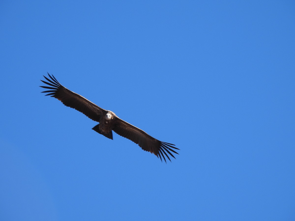 Himalayan Griffon - ML646615389