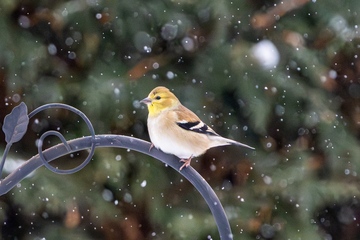 Altın İskete - ML646615391