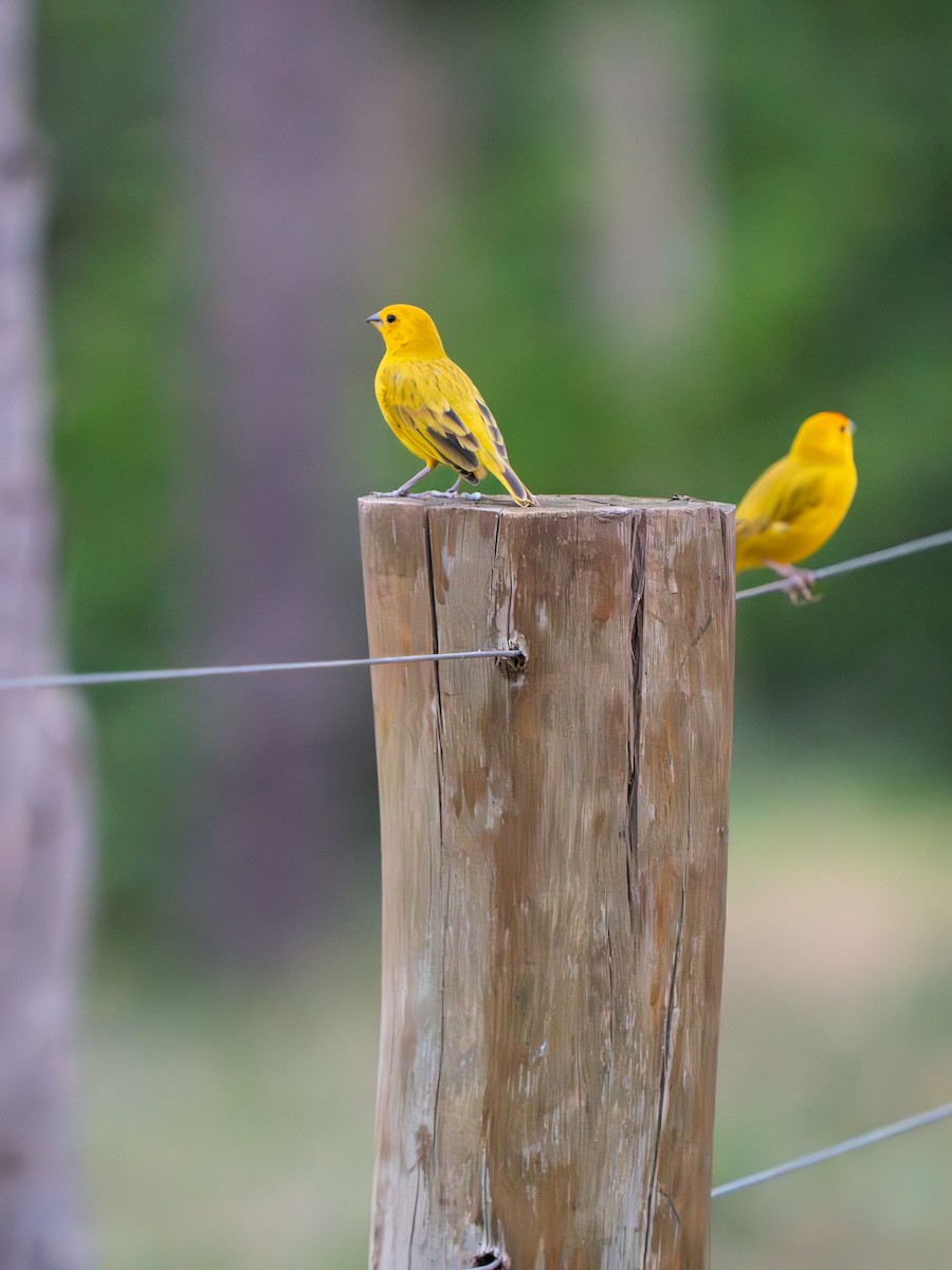 Chirigüe Azafranado - ML646615394