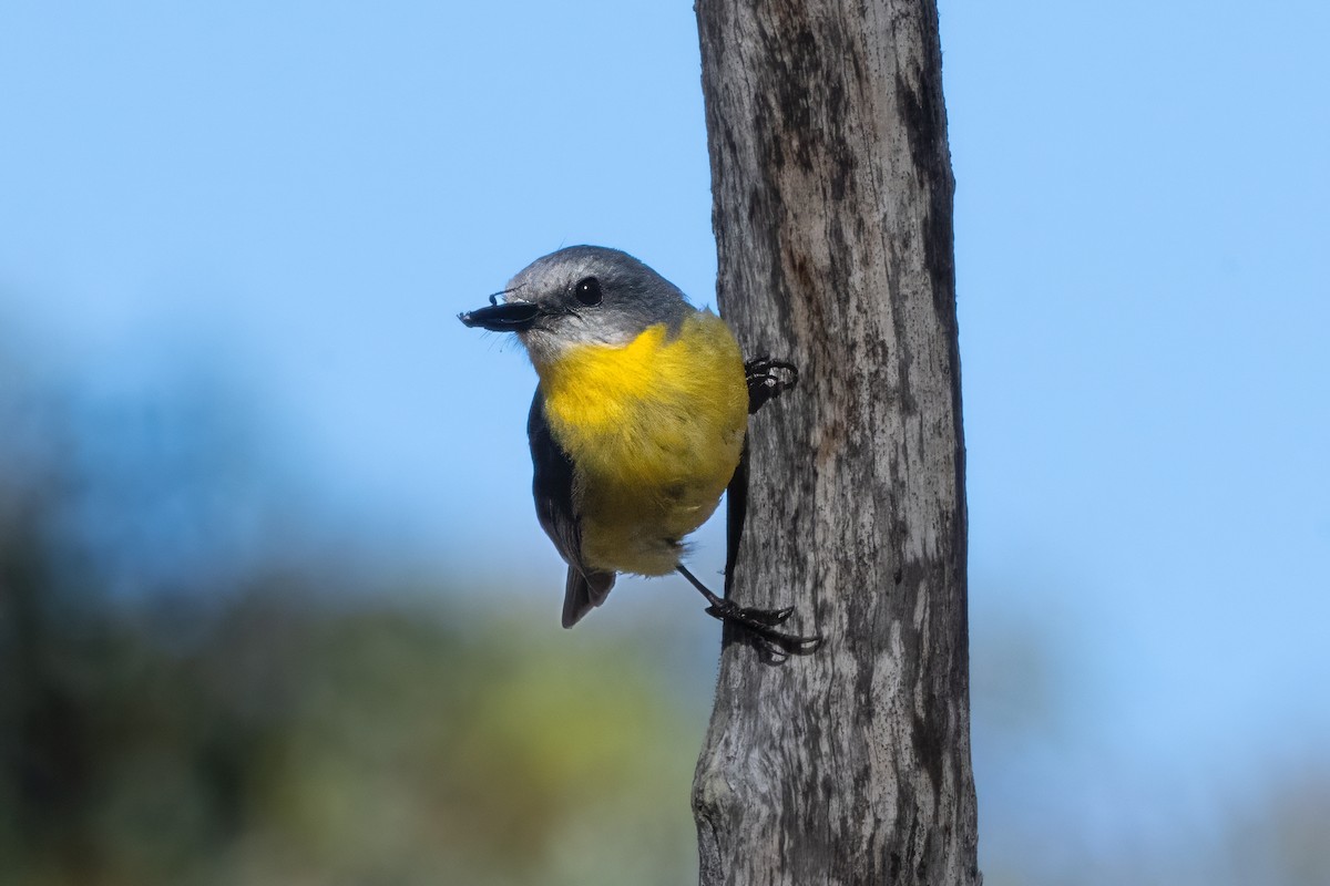 Королець жовтий - ML646615395