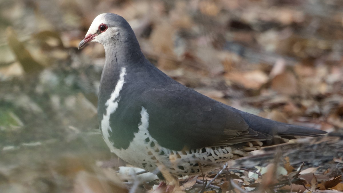 Wonga Pigeon - ML646615398