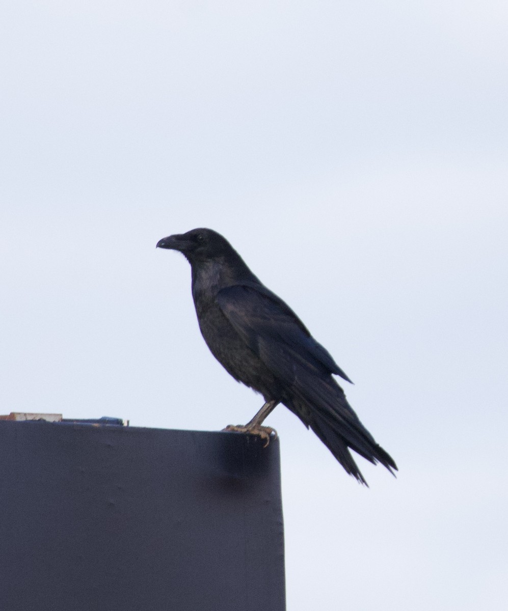 Cuervo Llanero - ML646615399