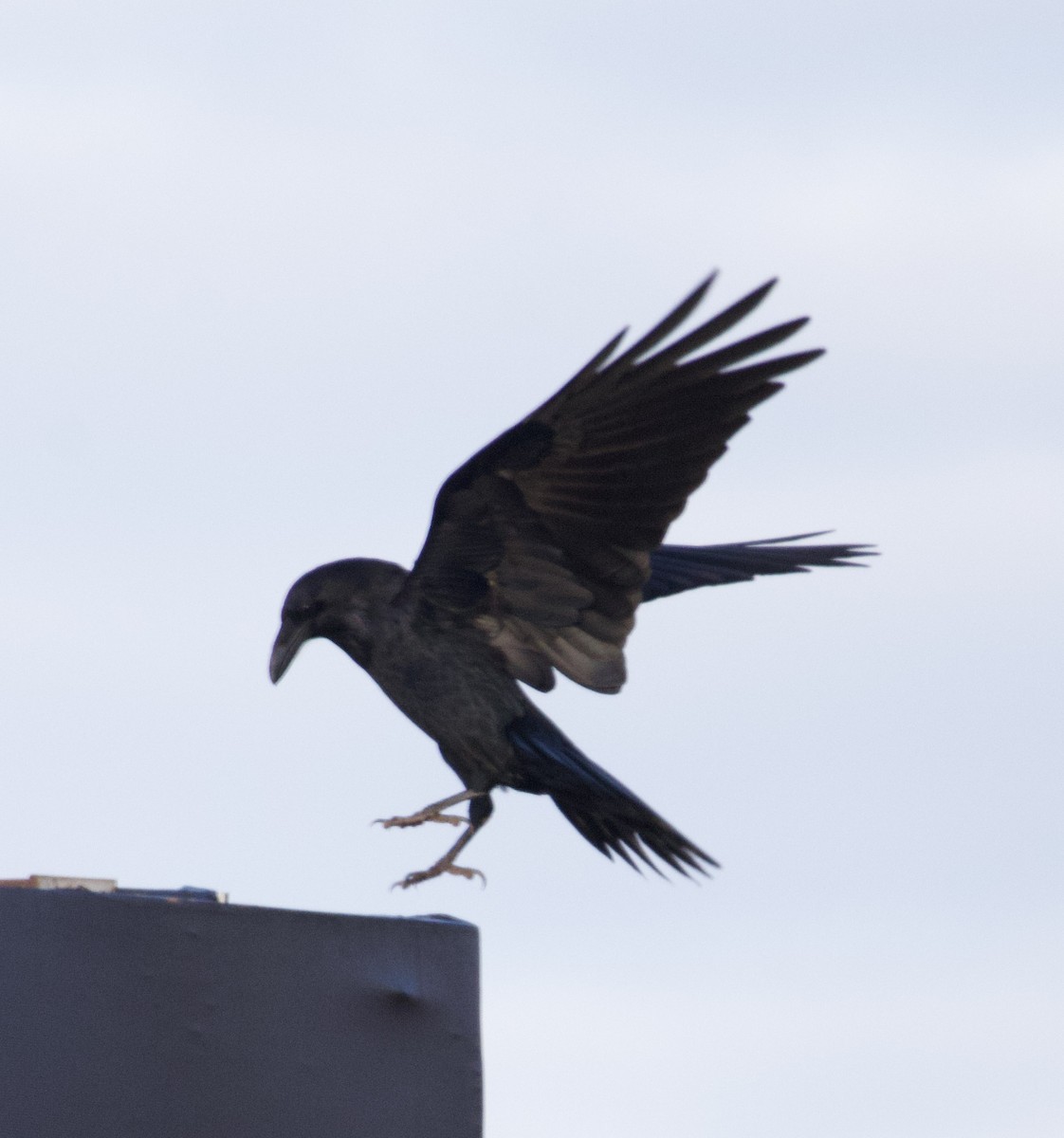 Cuervo Llanero - ML646615400