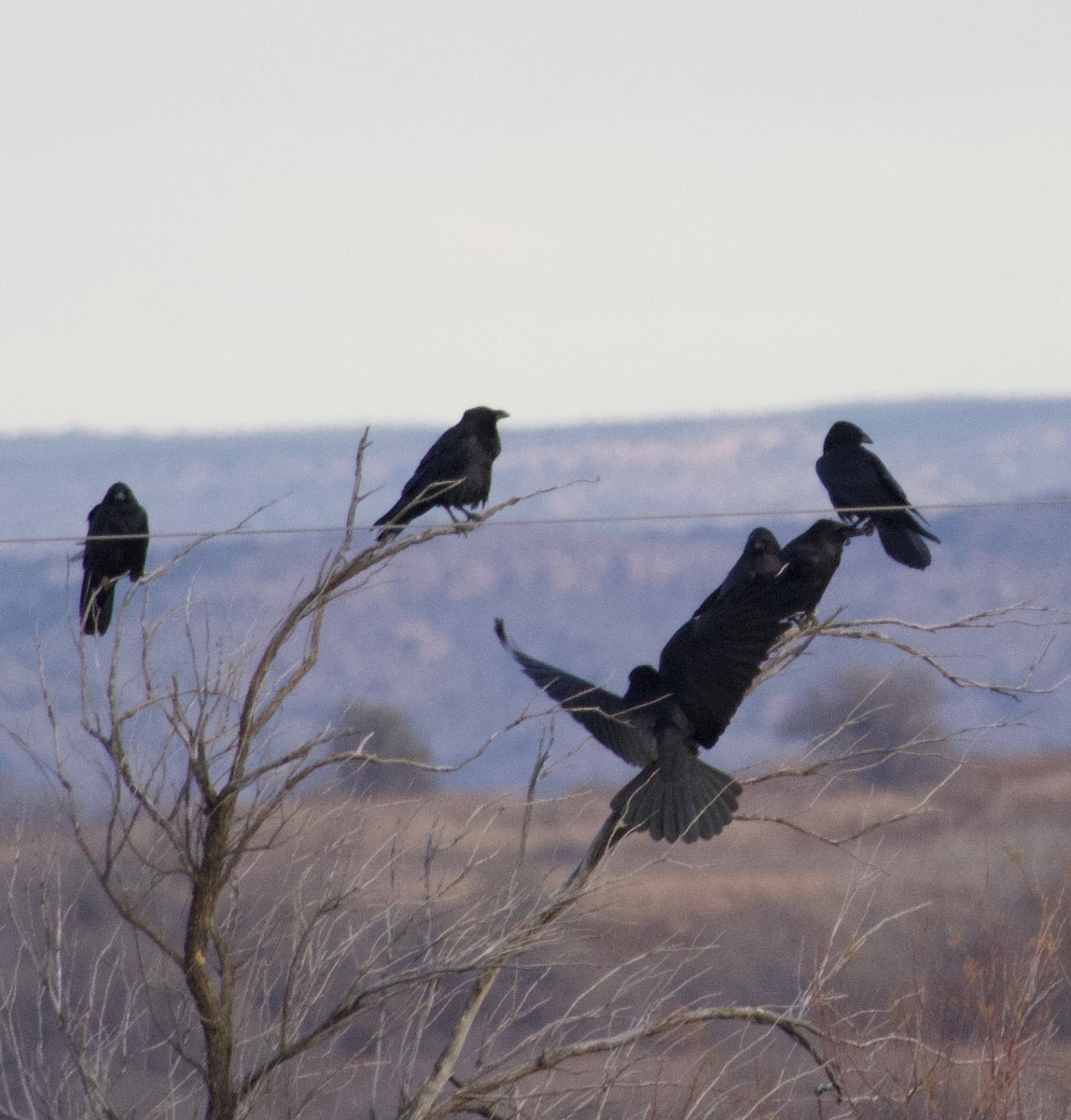 Cuervo Llanero - ML646615401