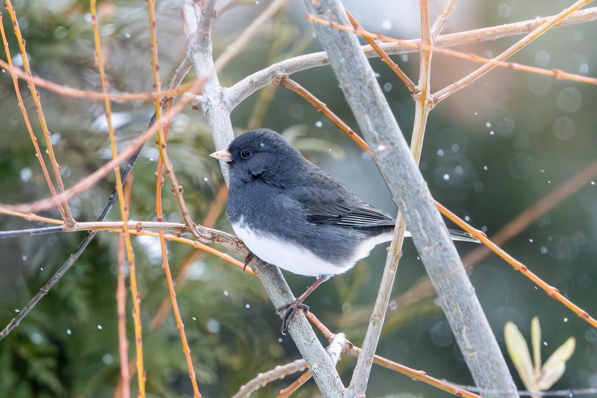 Dark-eyed Junco - ML646615403