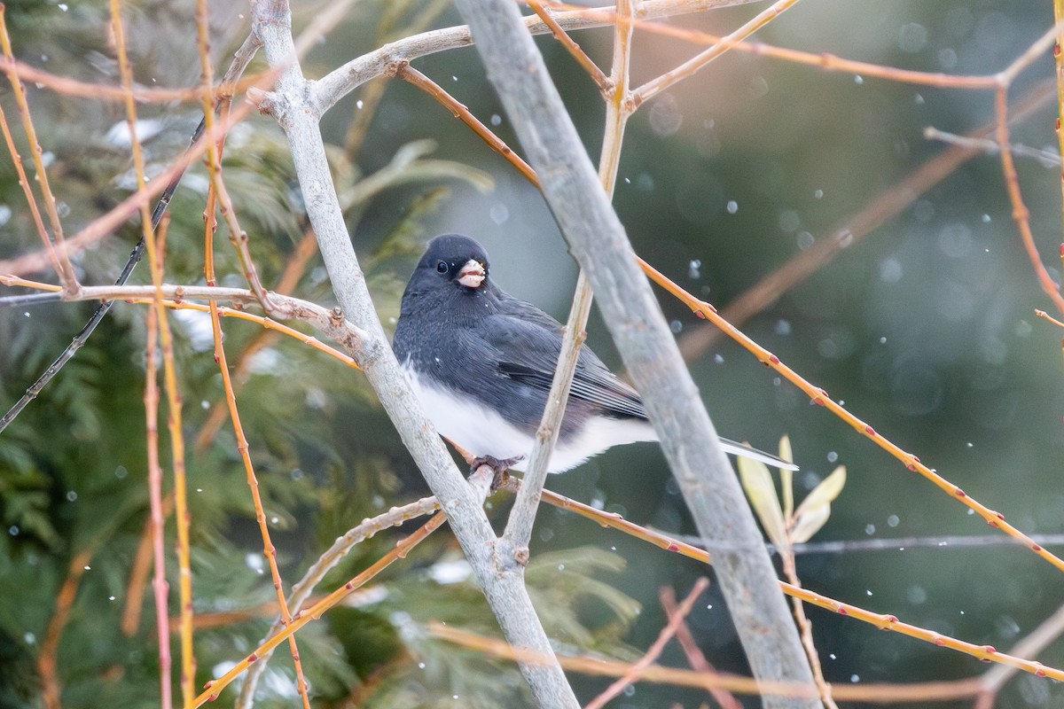 Dark-eyed Junco - ML646615404