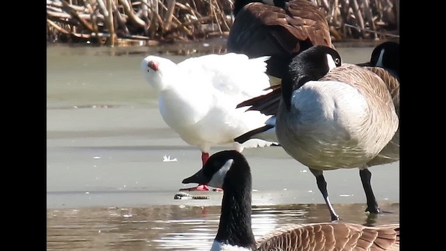 Ross antzara - ML646615405