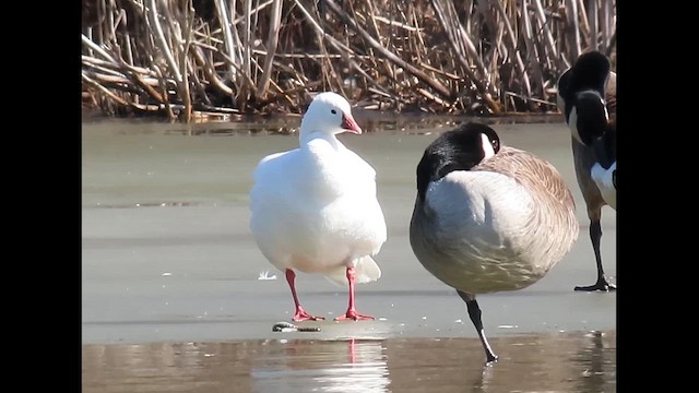 Ross antzara - ML646615406