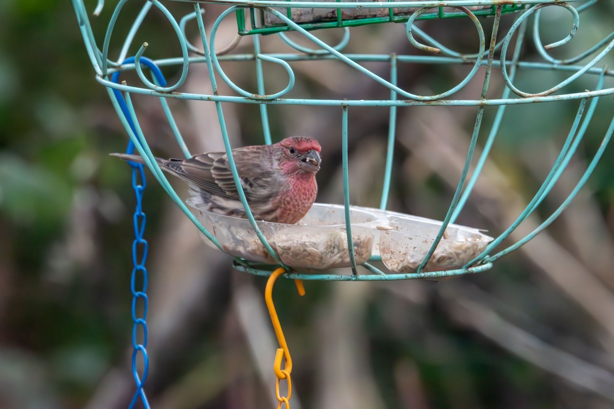 House Finch - ML646615407