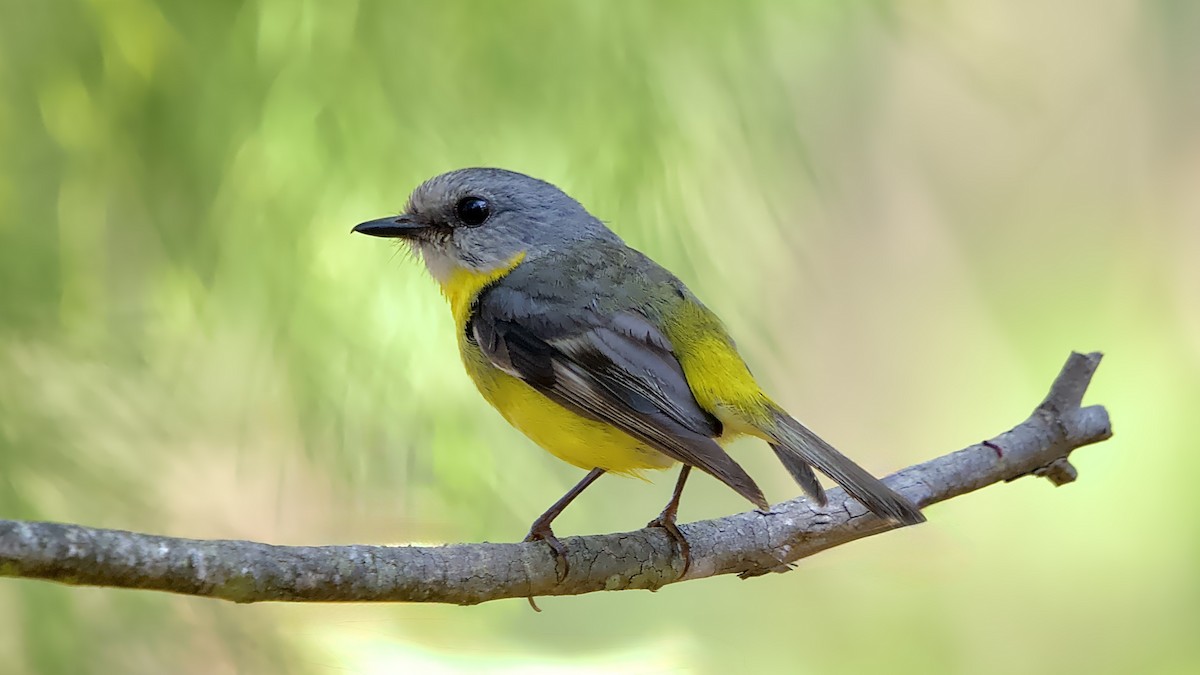 Королець жовтий - ML646615408