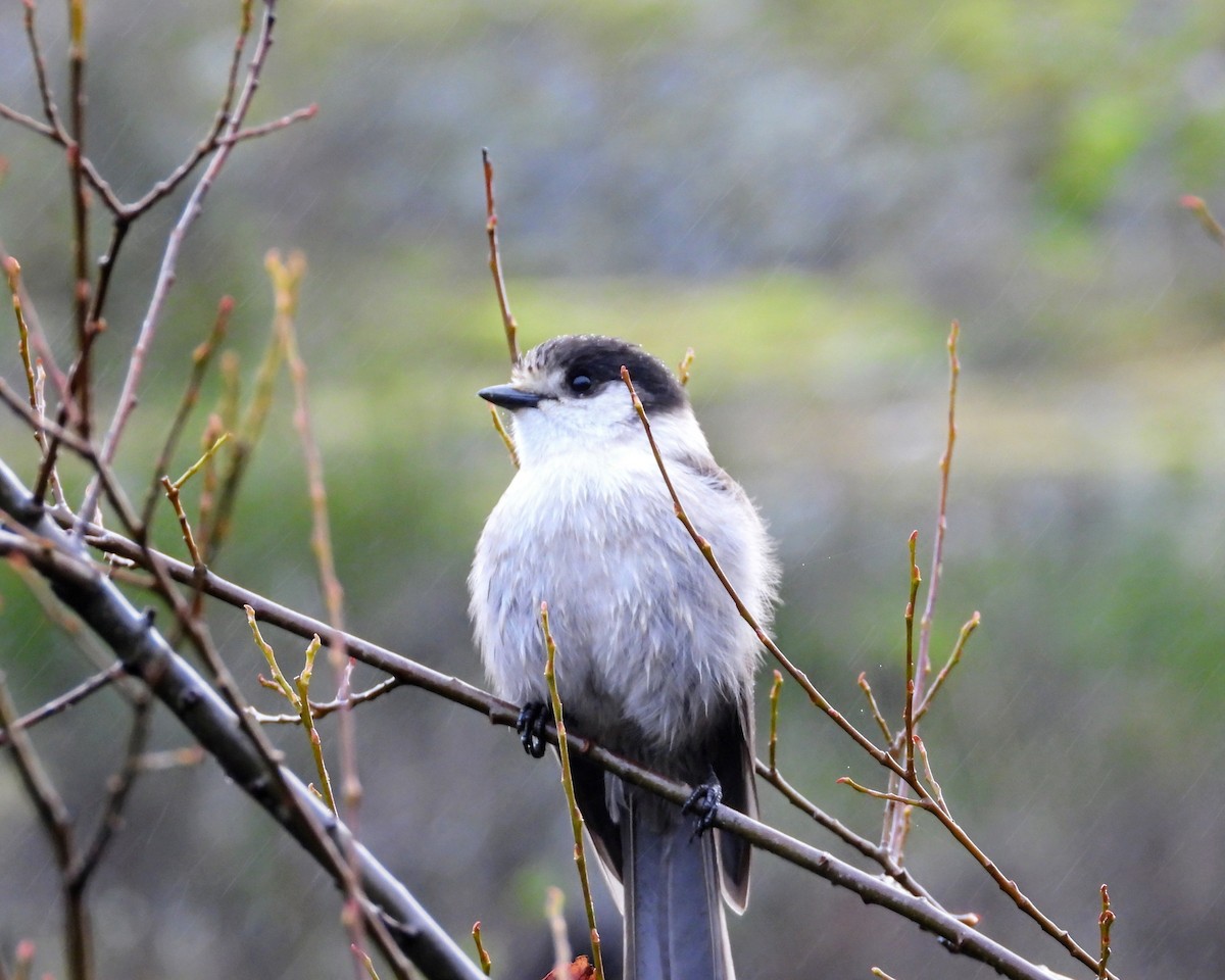 Кукша канадська - ML646615409