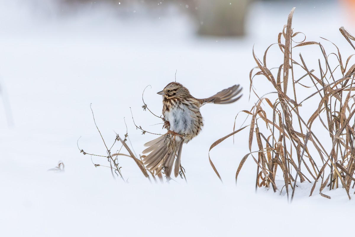 Song Sparrow - ML646615420