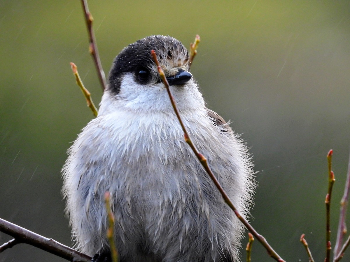 Кукша канадська - ML646615422