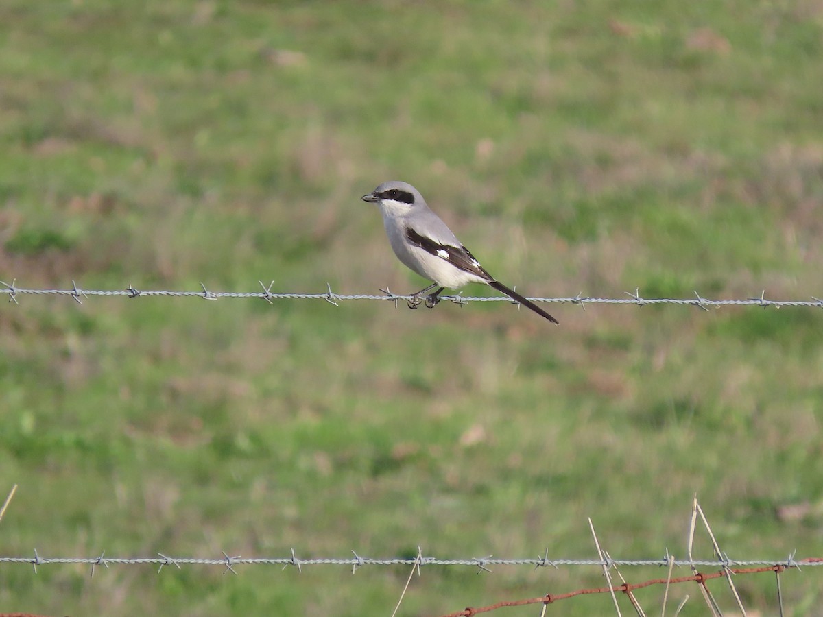 amerikavarsler - ML646615424