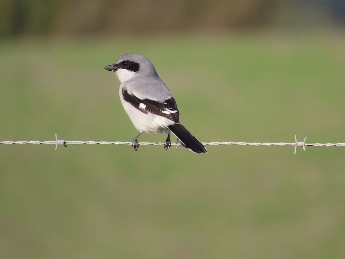 amerikavarsler - ML646615425