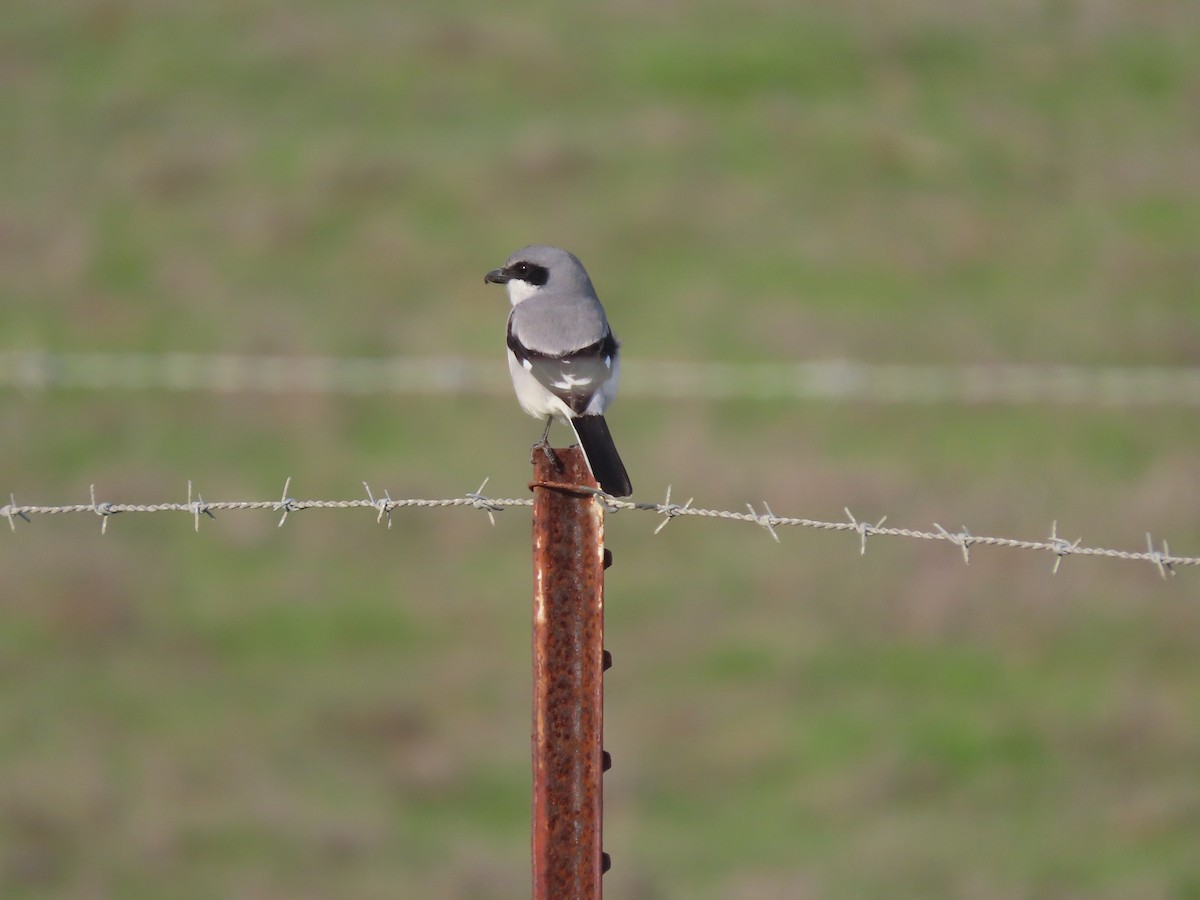 amerikavarsler - ML646615426