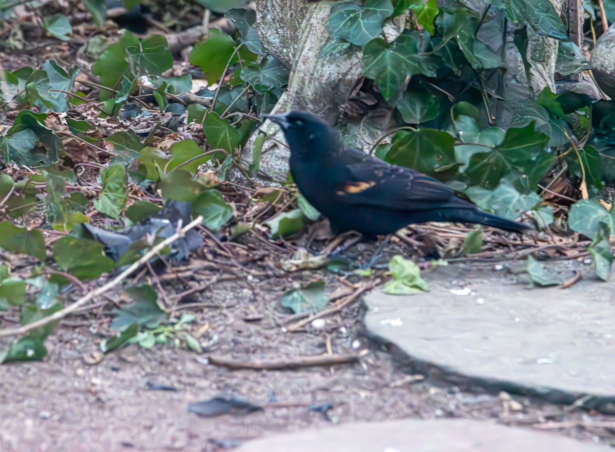 Red-winged Blackbird - ML646615428