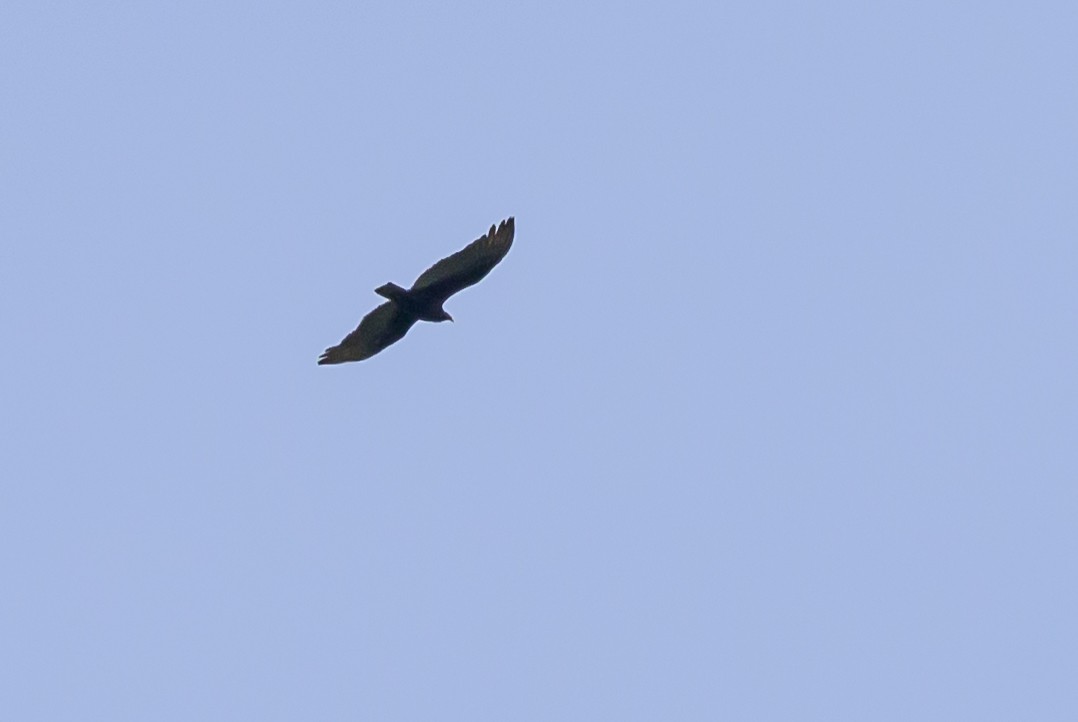 Turkey Vulture - ML646615429