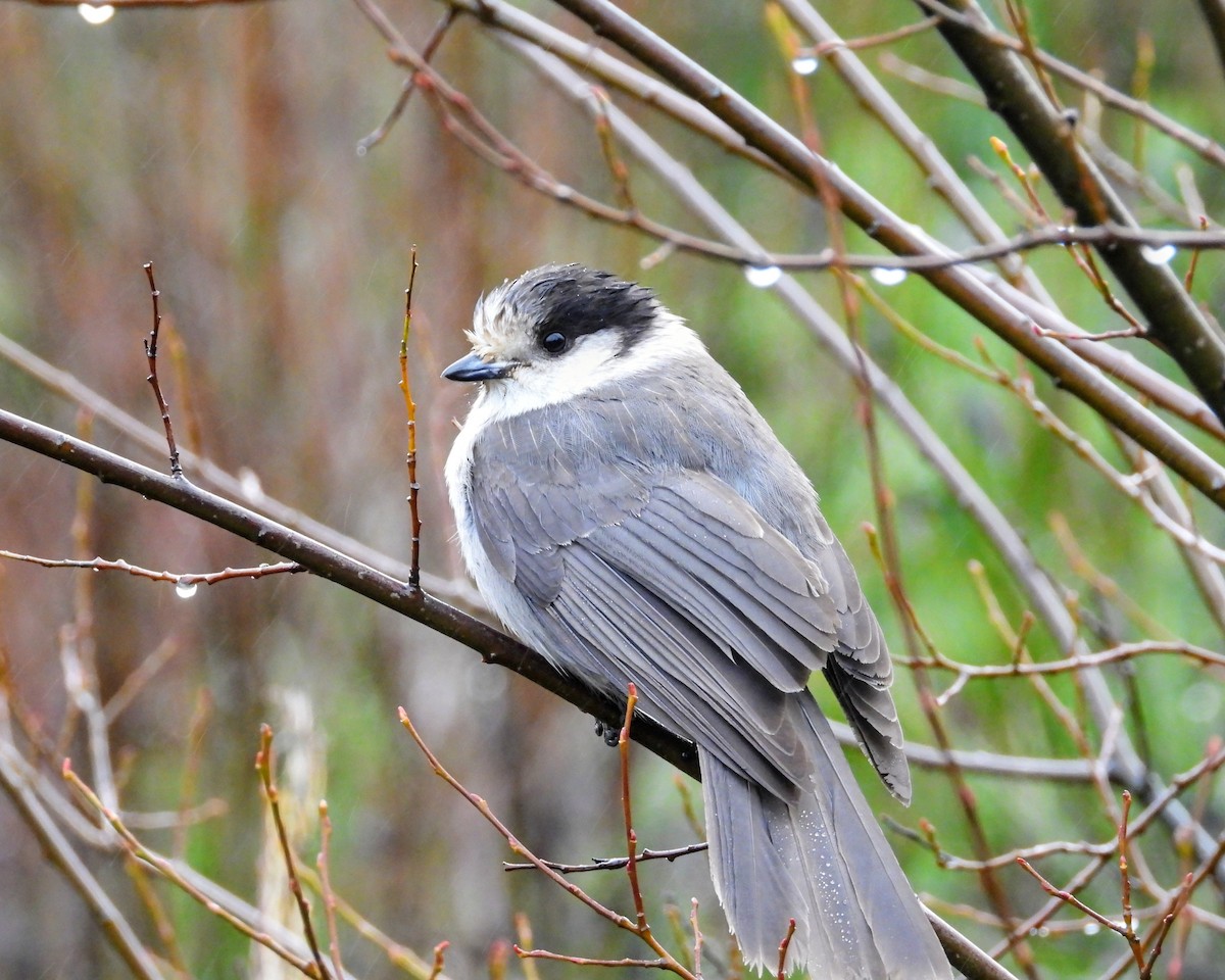 Кукша канадська - ML646615430