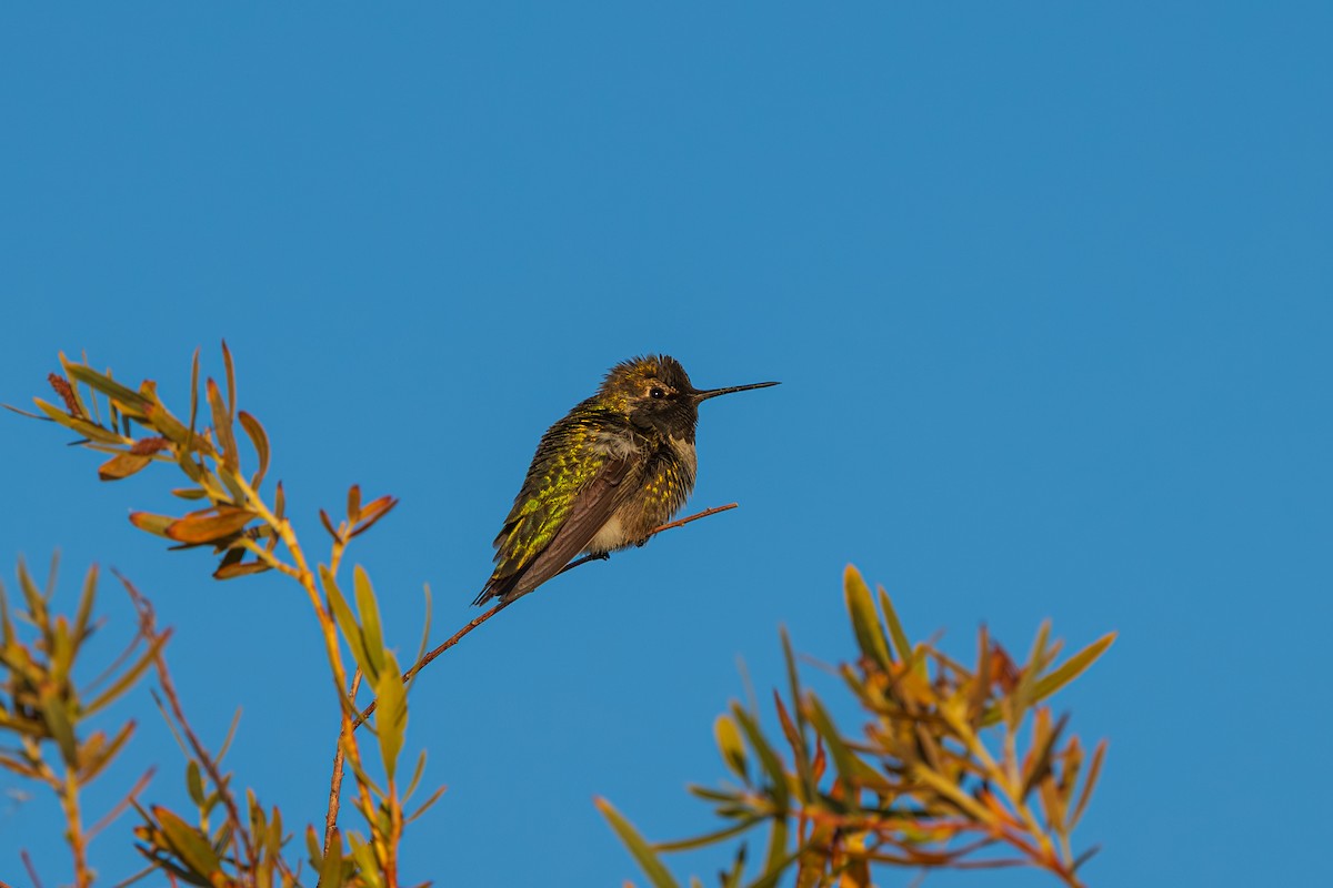 Anna's Hummingbird - ML646615434