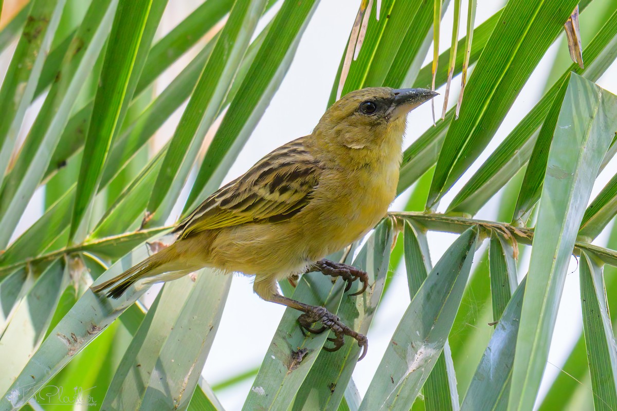 Village Weaver - ML646615435