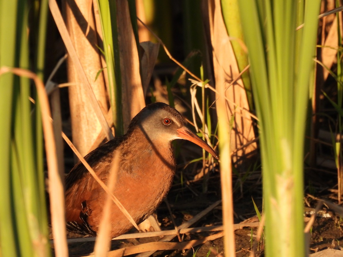 Virginia Rail - ML646615437